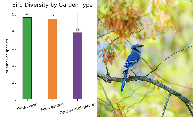 Images of a bar graph depicting bird counts, alongside an image of a blue bird sitting among branches full of green leaves